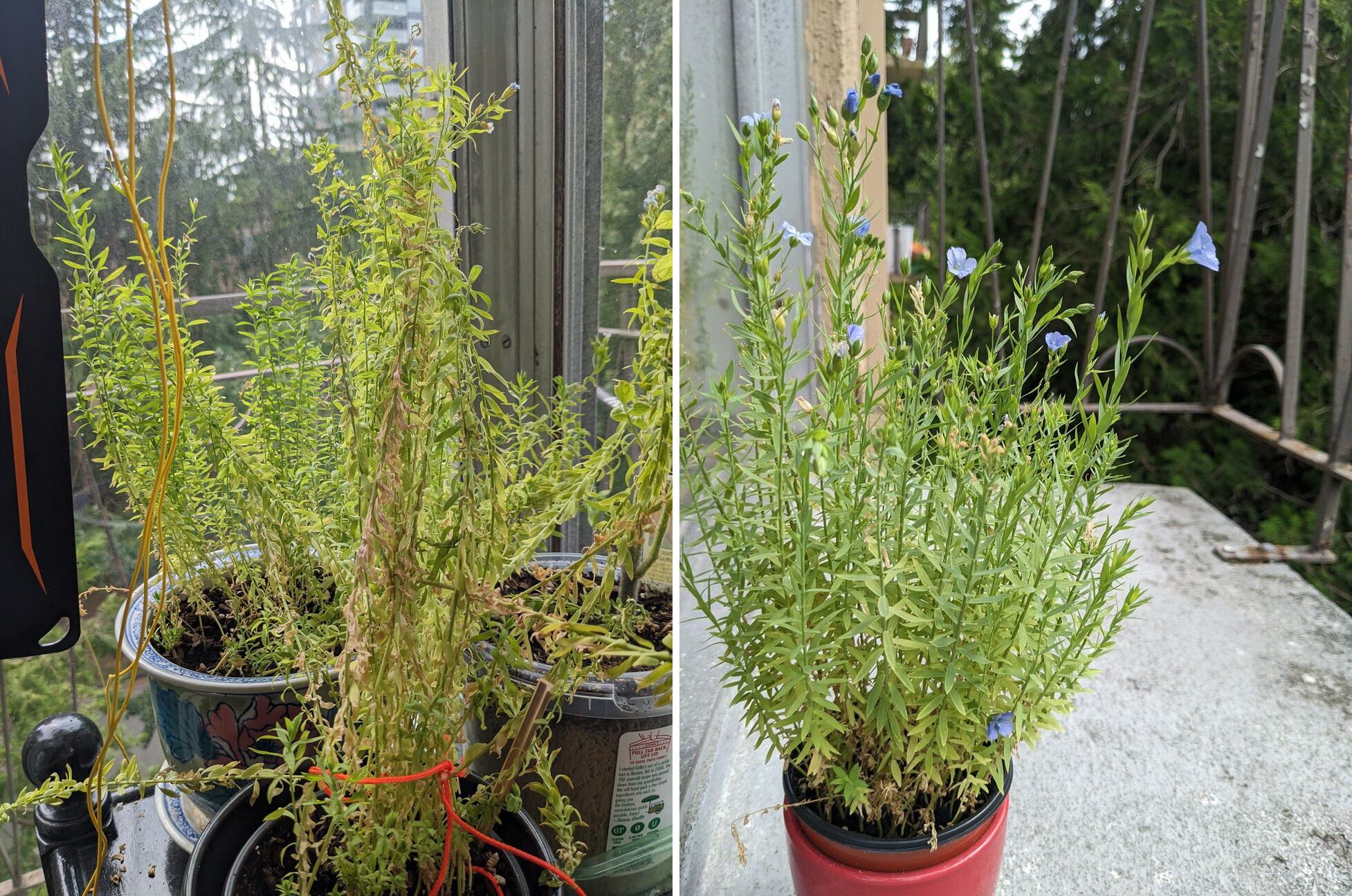 Tall flax plants in pots. Some are starting to yellow.