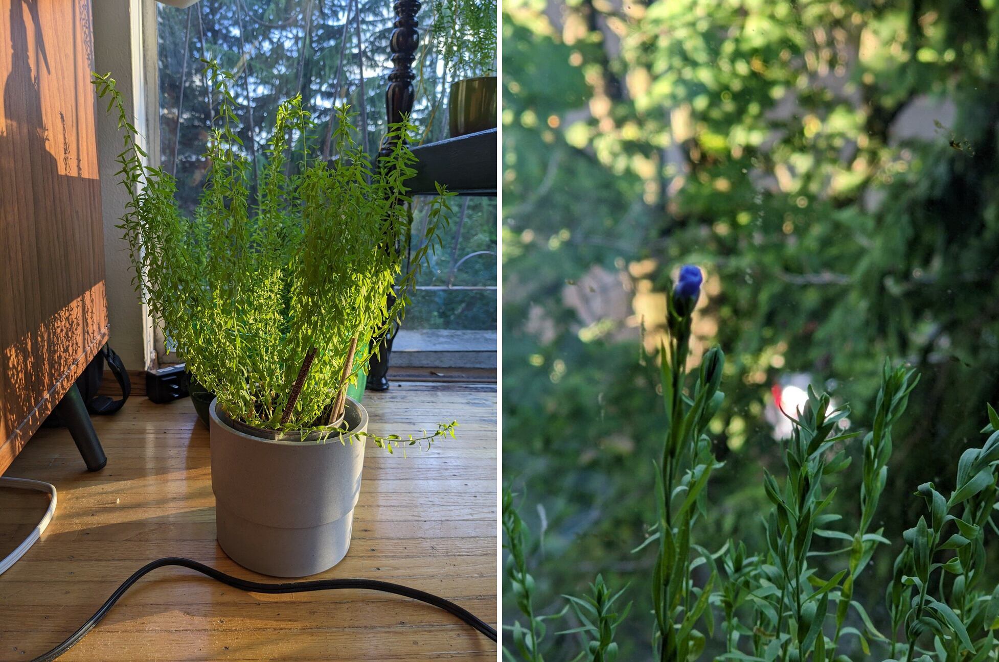 Rather big flax plants! One is blooming.