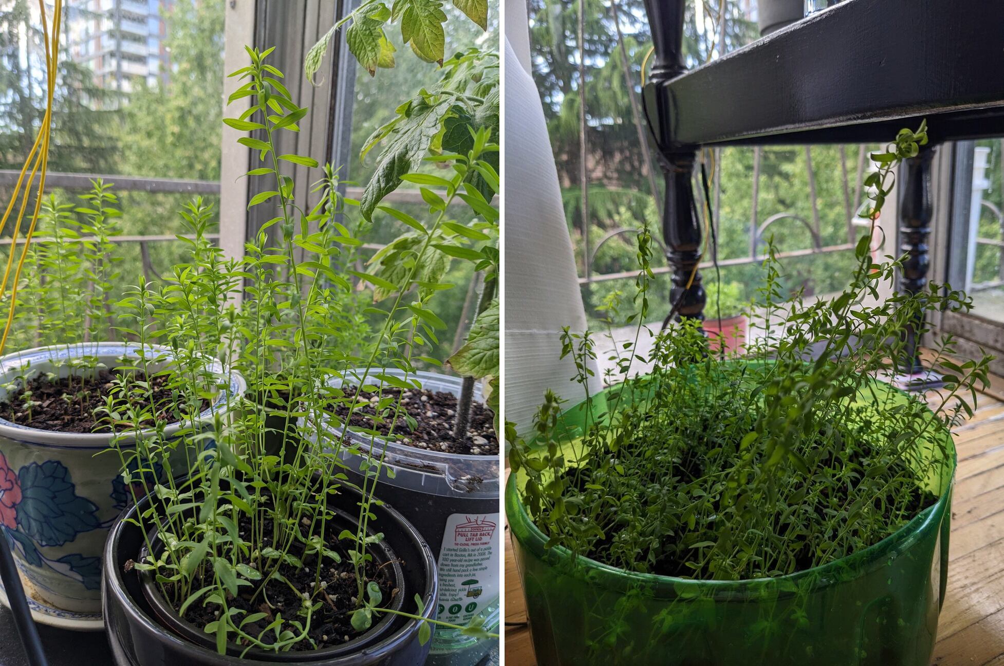 Taller flax plants.