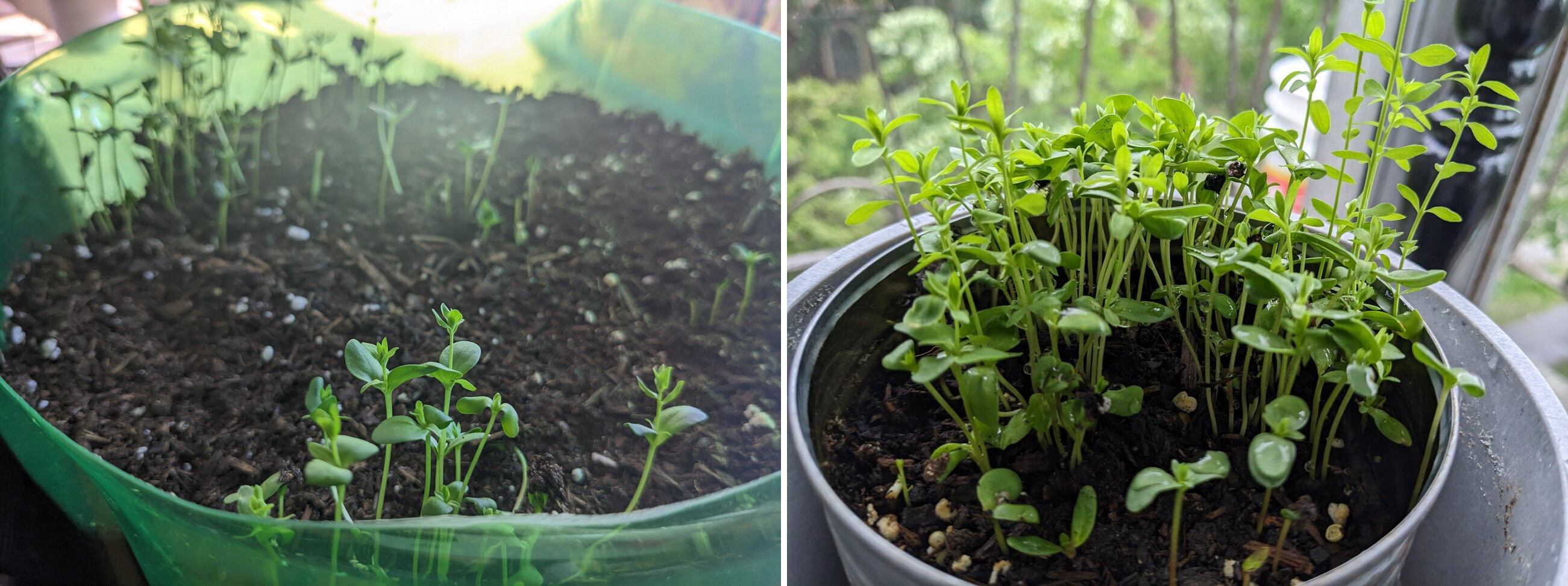 Very small, young flax plants.