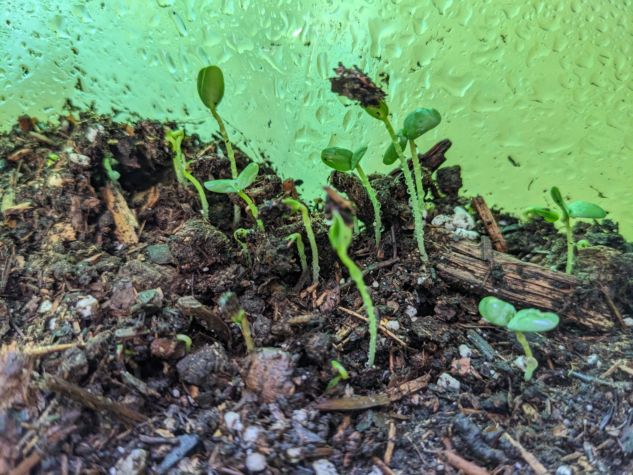 A close-up photo of flax seedlings poking up from under the soil.