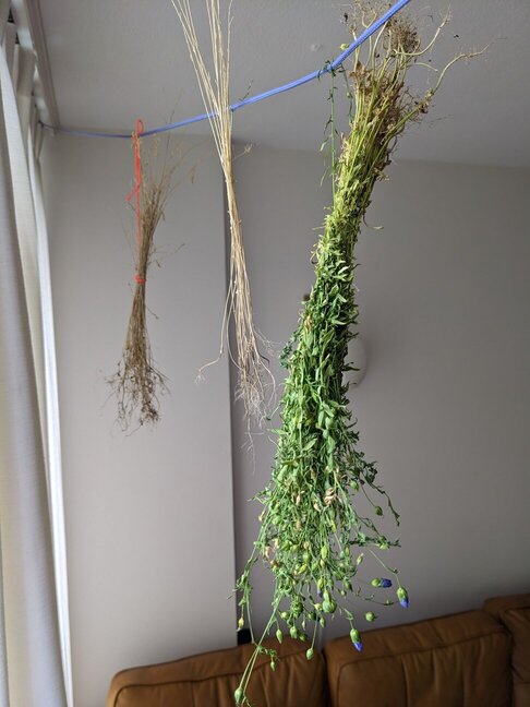 Three bundles of flax, hung up on a suspended line.