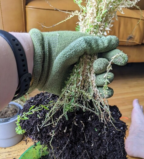 A girl's gloved hand, holding up a bunch of flax. Soil still grips its roots.