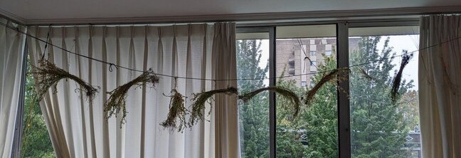 Several bundles of flax, all hanging on a suspended line.